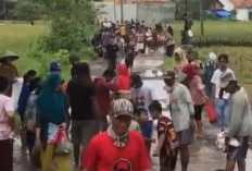 Warga Ambarawa Pringsewu Tebar di Jalan Rusak 