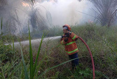 Karhutla Mulai Terjadi di Mesuji, 60 Hektare Lahan Sawit Terbakar