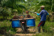  RI Peringkat Pertama Produsen Minyak Kelapa Sawit Dunia
