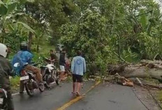  Pohon Tumbang Bikin Macet di Jalan Nasional Liwa-Batubrak