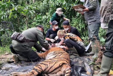 Harimau yang Ditangkap Belum Dipastikan Apakah yang Menyerang Warga 