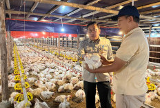  Peternak Menjerit karena Harga Ayam Hidup Anjlok 
