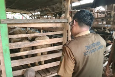 Kebutuhan Hewan Kurban di Bandar Lampung Meningkat, Pemkot Pastikan Pengawasan Ketat