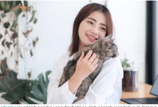 Waspadai Penyakit yang Bisa Ditularkan dari Kucing ke Manusia!