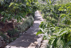 Perampungan Proyek Jalan Produksi Pekon Padang Tambak, Lampung Barat Terlambat 