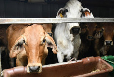Hukum dan Ketentuan Patungan Kurban Sapi, Simak Penjelasannya