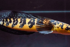 Ikan Chana, Si Predator Eksotis yang Jadi Primadona Pecinta Akuarium