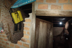 Rumah Sekdes Sukamarga Dirusak Gajah 