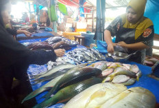 Jelang Akhir Tahun, Harga Ikan Naik 
