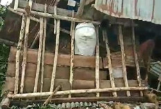 Kawanan Gajah Mengamuk, 10 Rumah Warga di Lampung Barat Rusak Parah