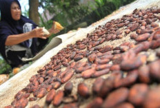  Dongkrak Nilai Ekonomi, Percepat Hilirisasi Komoditas Pertanian