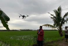 Nilai Tukar Petani Lampung Turun di Maret 2025, Sementara NTUP Naik Tipis