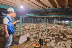 Tarif Listrik TW I 2025 Tetap, PLN Pastikan Keandalan Listrik bagi Masyarakat Jadi Prioritas Utama