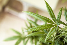 Studi: Konsumsi Ganja Tingkatkan Risiko Serangan Jantung dan Stroke, Terutama pada Usia Muda