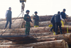 Satgas PKH Bongkar Jaringan Ilegal Logging, Negara Rugi Rp239 Miliar