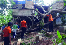 5 Rumah Kebanjiran, dan 3 Pohon Tumbang di Bandar Lampung 