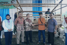  Kontes Ternak Meriahkan Festival Kurban Pringsewu