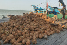 Kementan Ungkap Dua Penyebab Harga Kelapa dan Santan Mahal 