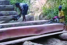 Soroti Dugaan Pembalakan Liar dan Stiker Kemenhut di Pesisir Barat