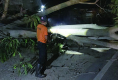Pohon Tumbang di Bandar Lampung, Pengendara Motor Alami Luka Berat