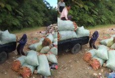 Harga Anjlok, Wortel Petani Lambar Berakhir di Tempat Sampah