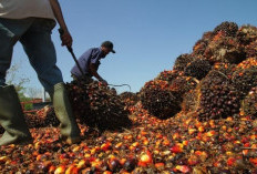  Jaga Produktivitas, Sawit Butuh Biaya Besar 