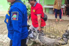 Petugas Damkar Evakuasi Aligator Seberat 80 Kilogram di Natar