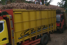  Petani Waykanan Keluhkan Singkong Dibeli di Bawah Harga Standar