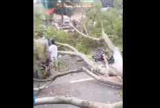 Pohon Tumbang Timpa Jemaah Salat Ied di Pemalang, Tiga Dilaporkan Tewas dan Belasan Terluka