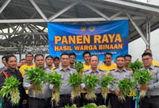 Dukung Ketahanan Pangan, Napi Lapas Narkotika Panen Sayur Kangkung