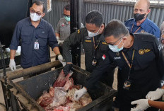 Cegah Agar Tidak Dimanfaatkan Oknum, 3 Ton Lebih Daging Ayam Ilegal Dimusnahkan