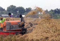 Kementan Sebut Food Estate Mulai Masuk Musim Panen