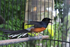  Jaga Performa Burung Tetap Prima di Musim Hujan