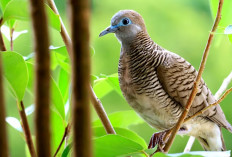 7 Cara Mudah Merawat Burung Perkutut