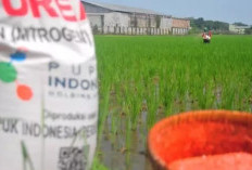  Petani Diminta Tak Khawatir dengan  Regulasi Terbaru Pupuk Bersubsidi 