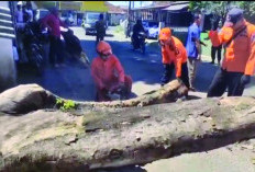Pohon Tumbang Timpa Pengendara Motor di Jalan Pajajaran, Korban Alami Luka Ringan