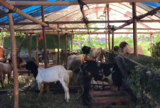 Berkah Idul Adha: Pedagang Panggangan hingga Hewan Kurban Kebanjiran Order