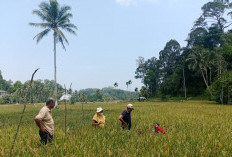 Musim Kering: 172 Hektare Tanaman Padi di Pesisir Barat Lampung Tetap Panen