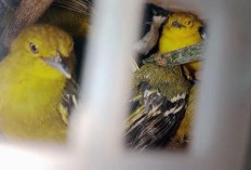 Karantina Lampung Kembali Gagalkan Penyelundupan Ratusan Burung di Bakauheni
