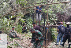 Tim Gabungan Pasang Kandang Jebak dan Kamera untuk Identifikasi Harimau Pemangsa Warga Suoh