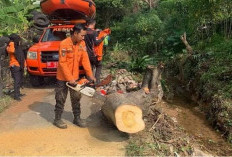 Hujan Deras Sebabkan Dua Pohon Tumbang dan Longsor di Bandar Lampung