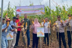 Petani Pringsewu Sukses Panen Raya Jagung Hibrida, Perkuat Ketahanan Pangan Lokal