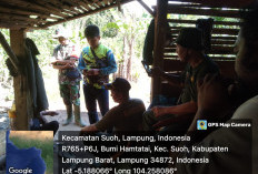 Teror Harimau Sumatera Belum Berhenti, Giliran Ayam dan Bebek Warga BNS Jadi Mangsa