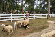 Farm Day: Wisata Edukasi Penuh Aktivitas Farming dan Gardening