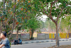 Banyak Pohon Hilang  dari Lokasi Eks Hutan Kota   