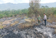 Padang Savana 2 Hektare di Suoh Lampung Barat Terbakar, Petugas Lakukan Penyisiran Sisa Api