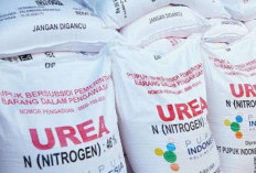  Waykanan Ajukan Realokasi Pupuk Subsidi Imbas Rendahnya Serapan 