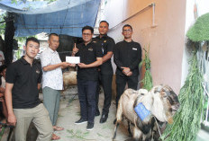 Idul Adha 1446 H, Akar Hotels and Resorts Salurkan Hewan Kurban untuk Warga Sekitar