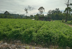 Harga Sayur Anjlok Hanya Rp 200 per Kg, Petani di Lambar Merugi 