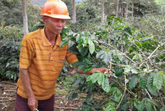  Harga Kopi Dunia Naik, Produktivitas Masih Rendah